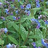 Pulmonaria - Lewis Palmer