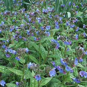 Pulmonaria - 'Lewis Palmer'