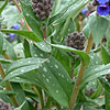 Pulmonaria longifolia - Cedric Morris