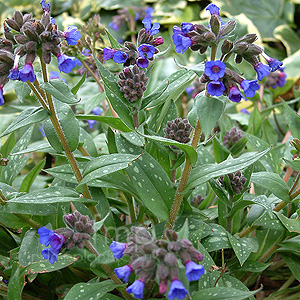 Pulmonaria longifolia - 'Cedric Morris'