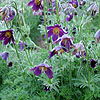 Pulsatilla vulgaris - Pasque Flower