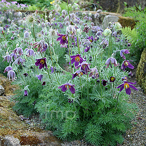 Pulsatilla vulgaris (Pasque Flower)