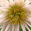 Pulsatilla vulgaris - Prestbury Strain - Pasque flower