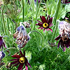 Pulsatilla vulgaris - Rubra