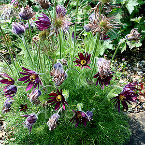 Pulsatilla vulgaris - 'Rubra'