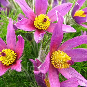 Pulsatilla zimmermannii (Pasque Flower)