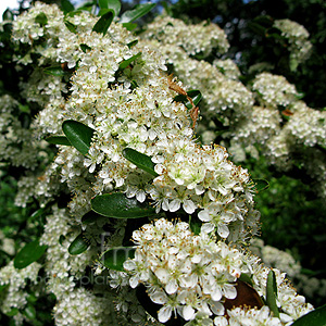 Pyracantha saphyr - 'Rouge Cadrou' (Pyracantha, Fire Thorn)