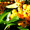 Pyracantha - Golden Charmer - Pyracantha, Fire Thorn