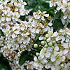 Pyracantha rogersiana - Flava - Pyracantha, Fire Thorn