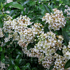 Pyracantha rogersiana - 'Flava' (Pyracantha, Fire Thorn)