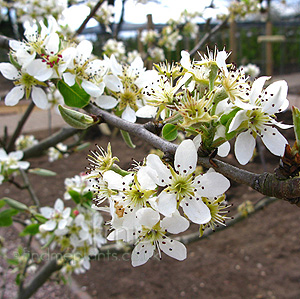 Pyrus - 'Black Worcester' (Pyrus, Pear)