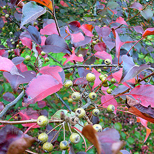 Pyrus calleyana - 'Fauriei'