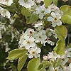 Pyrus calleryana - Chanticleer - Ornamental Pear