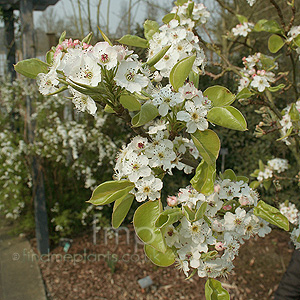 Pyrus calleryana - 'Chanticleer' (Ornamental Pear)