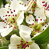 Pyrus elaeagnifolia - Kotschyana - Pyrus, Pear