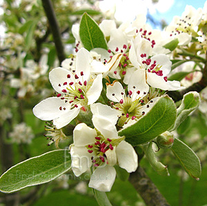 Pyrus elaeagnifolia - 'Kotschyana' (Pyrus, Pear)