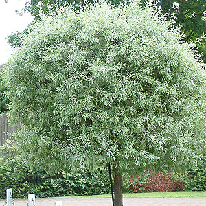 Pyrus salicifolia - 'Pendula' (Ornamental Pear)