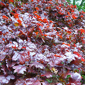 Quercus robur - Atropurpurea (Red Oak)