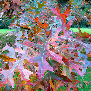 Quercus ellipoidalis (Northern Pin Oak)