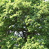 Quercus robur - Common Oak