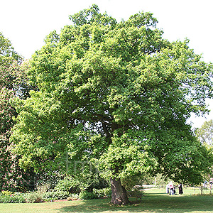 Quercus robur (Common Oak)