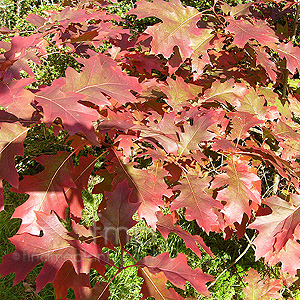 Quercus rubra (Red Oak)