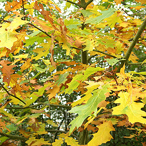 Quercus rubra - 'Sunshine'