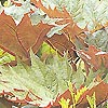 Rheum palmatum - click for full details