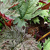 Rheum palmatum - Ornamental Rhubarb