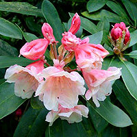 Rhododendron - 'Chelsea Seventy'