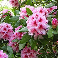 Rhododendron - 'Mrs G.W.Leak'
