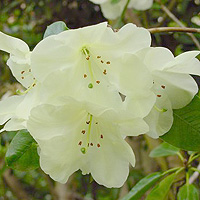 Rhododendron - 'Roza Stevenson'