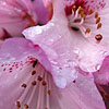 Rhododendron bainbridgeanum