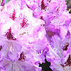 Rhododendron 'Blue Ensign' - click for full details