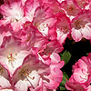 Rhododendron yakushimanum - Fantastica