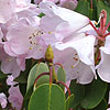 Rhododendron oreodoxa - Fargesii