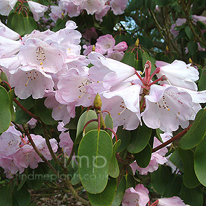 Rhododendron oreodoxa - 'Fargesii'