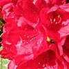 Rhododendron - click for full details