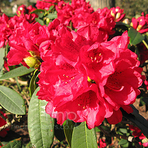 Rhododendron - 'Lady Florence'