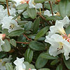 Rhododendron leucaspis