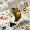 Rhododendron morii