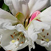 Rhododendron yakushimanum - Schneekissen