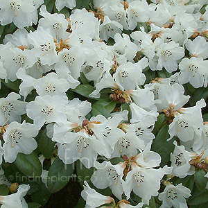 Rhododendron - 'Snowy Lady'