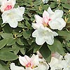 Rhododendron yakushimanum - Dwarf rododendron