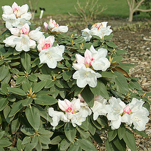 Rhododendron yakushimanum (Dwarf Rododendron)