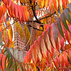 Rhus typhina - Sumach, Rhus