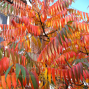 Rhus typhina (Sumach, Rhus)