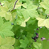 Ribes sanguineum - Brocklebankii