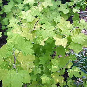 Ribes sanguineum - 'Brocklebankii'