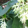 Ribes laurifolium - Ribes